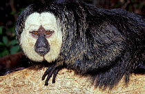 White faced saki monkey {Pithecia pithecia} South America, captive