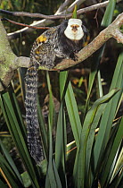 Geoffroy's marmoset (Callithrix geoffroyi) on branch, captive, native to Brazil