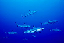 Black tip reef sharks shoaling {Carcharhinus melanopterus} Moorea, French Polynesia  (Non-ex).