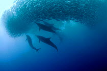 Long beaked common dolphins {Delphinus capensis} attacking baitball of sardines, South Africa  (Non-ex).