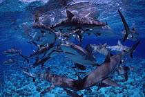 School of Grey reef sharks {Carcharhinus amblyrhychos} Bikini Atoll,  Micronesia ~(Non-ex).