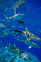 School of Grey reef sharks {Carcharhinus amblyrhychos} Bikini Atoll,  Micronesia  (Non-ex).