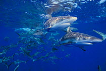 School of Grey reef sharks {Carcharhinus amblyrhychos} Bikini Atoll,  Micronesia  (Non-ex).