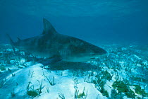 Bull shark {Carcharhinus leucas} tagged and released, Bahamas, Caribbean  (Non-ex).