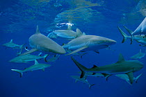 Grey reef sharks {Carcharhinus amblyrhynchos} Bikini Atoll, Micronesia  (Non-ex).