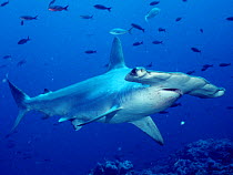 Scalloped hammerhead shark portrait {Sphyrna lewini} Galapagos Islands, East Pacific Ocean ~(Non-ex).