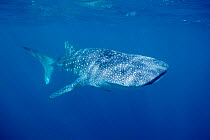 Whale shark {Rhincodon typus} West Australia, Indian Ocean  (Non-ex).