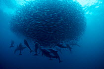Long beaked common dolphins {Delphinus capensis} preying on baitball of sardines, S Africa  (Non-ex).