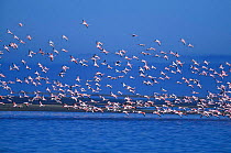 Flock of Greater flamingo in flight {Phoenicopterus ruber} Walvis Bay, Namibia