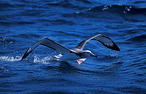 Sub-adult Shy albatross taking off from water {Thalassarche cauta} South Africa