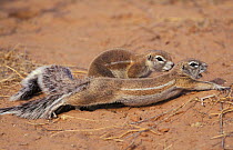 Two Cape ground squirrels {Xerus inauris} one stretching. Kgalagadi TF Park, South Africa.