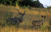 Greater kudu {Tragelaphus strepsiceros} pair in long grass, Itala GR, South Africa