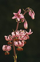 Martagon lily flowers {Lilium martagon} Scotland