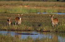 Lechwe females {Kobus leche} watching Nile crocodile in water, Moremi WR, Botswana