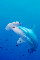 Scalloped hammerhead shark portrait {Sphyrna lewini} Galapagos Islands, Pacific Ocean  (Non-ex).