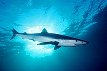 Great blue shark {Prionace glauca} California Channel Islands, East Pacific Ocean  (Non-ex).