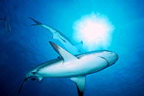 Caribbean reef sharks {Carcharhinus perezi} Walkers Cay, Bahamas, Caribbean Sea  (Non-ex).
