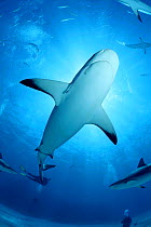 Caribbean reef sharks {Carcharhinus perezi} Walkers Cay, Bahamas, Caribbean Sea  (Non-ex).