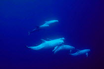 Risso's dolphins underwater {Grampus griseus} white skin due to scarring from fighting, Azores, Portugal, North Atlantic  (Non-ex).