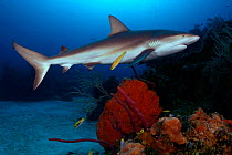 Caribbean reef shark on reef {Carcharhinus perezi} Bahamas, West Atlantic Ocean  (Non-ex).