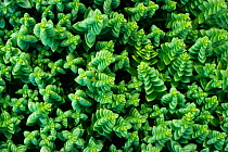 Sea sandwort / purslane {Honkenya pepliodes} UK