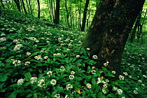 Wild garlic / ransoms {Allium ursinum} flowering in wood. UK