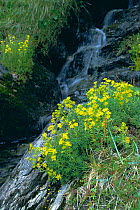 Yellow mountain saxifrage {Saxifraga aizoides} UK