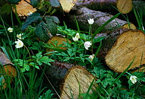 Wood anemones flowering amongst cut logs {Anemone nemorosa} UK