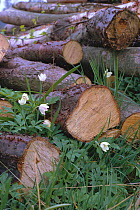 Wood anemones flowering amongst cut logs {Anemone nemorosa} UK