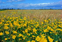 Corn marigolds flowering in cereal field {Glebionis segetum} Scotland, UK