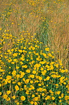Corn marigolds flowering in cereal field {Glebionis segetum} Scotland, UK