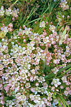 Bog pimpernel flowering {Anagallis tenella} UK
