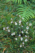 Eyebright flowering {Euphrasia officinalis} UK