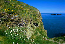 Sea campion flowering on coastat cliffs {Silene uniflora} Pembrokeshire, Wales, UK