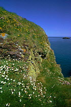 Sea campion flowering on coastal cliffs {Silene uniflora} Pembrokeshire, Wales, UK
