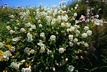 Sea campion flowering {Silene uniflora} Pembrokeshire, Wales, UK