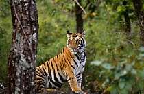 Bengal tiger {Panthera tigris tigris} Bandhavgarh NP, Madhya Pradesh, India