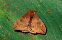Tropical moth on leaf reveals eyespots to avoid predation, Costa Rica. Sequence 1/2