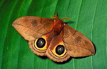 Tropical moth on leaf reveals eyespots to avoid predation, Costa Rica. Sequence 2/2