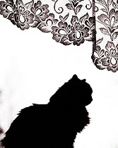 Domestic cat {Felis catus} silhouetted against window Estonia (This image may be licensed either as rights managed or royalty free.)