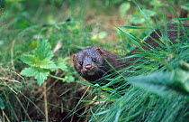 American mink on riverbank {Mustela vision} captive Czech republic
