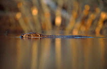Eurasian beaver swimming {Castor fiber} Kurzeme Latvia