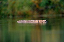 Eurasian beaver swimming {Castor fiber} Norway