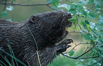 Eurasian beaver feeding on birch {Castor fiber} reintroduction Kent UK