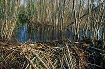 Eurasian beaver dam {Castor fiber} Latvia