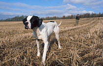 English pointer pointing for falconer {Canis familiaris} Perthshire Scotland UK