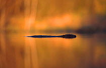 Eurasian beaver swimming at sunset {Castor fiber} Latvia