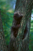 Young North american porcupine climbing tree {Erethizon dorsatum}