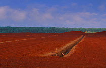 Drainage ditch at the Napsi soo Estonia