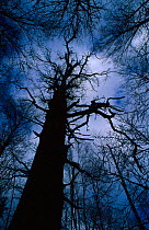 Ancient pedunculate oak Bialowieza National Park Poland